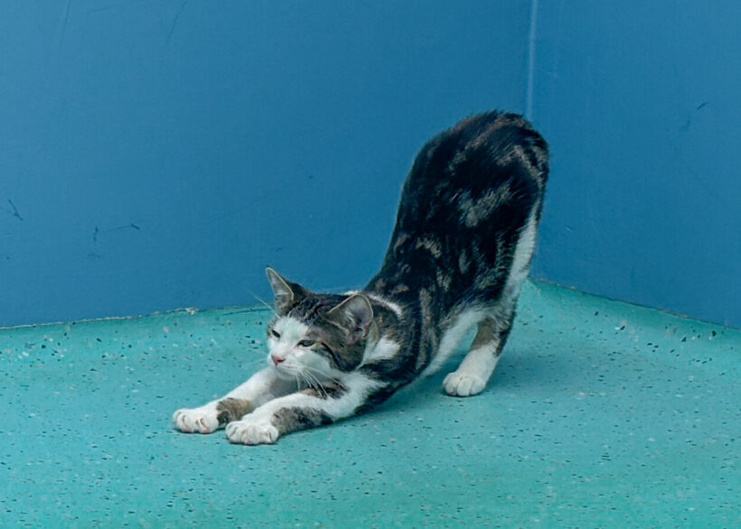 JUNGKATZEN