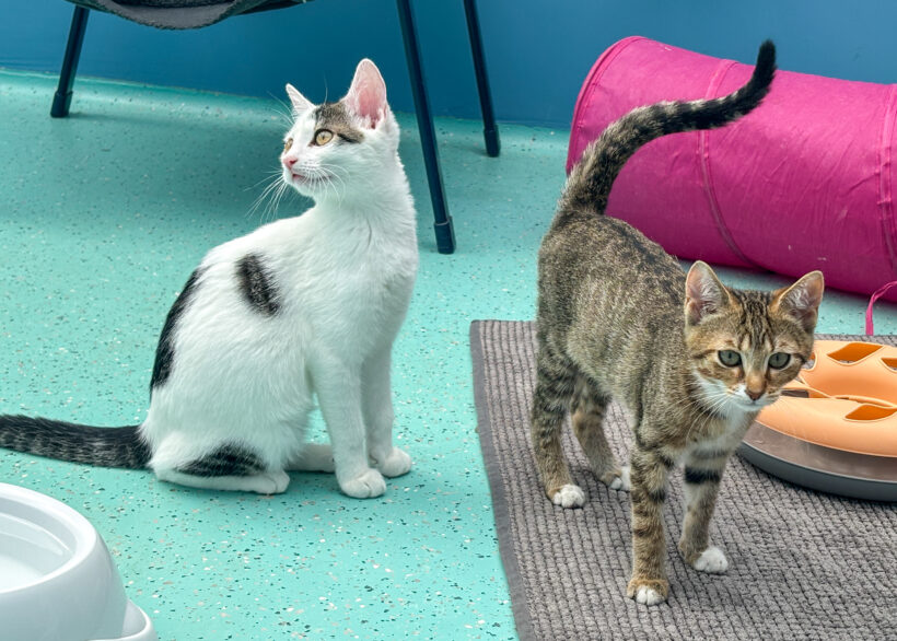 JUNGKATZEN