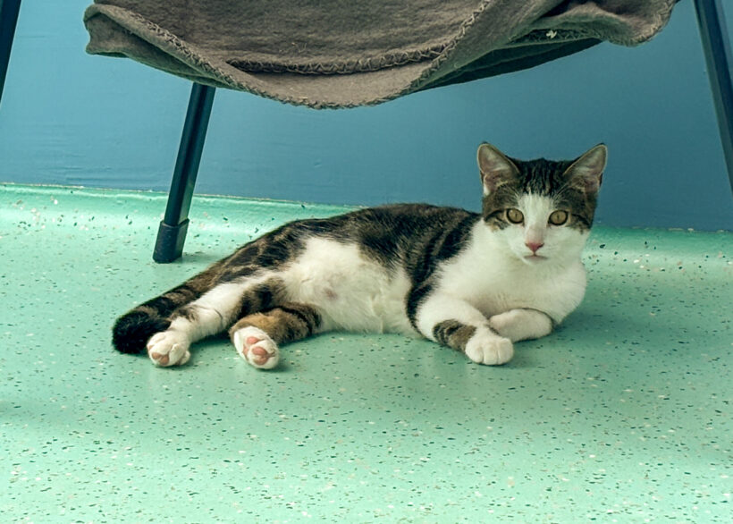 JUNGKATZEN