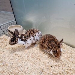 LILLY und LOLA