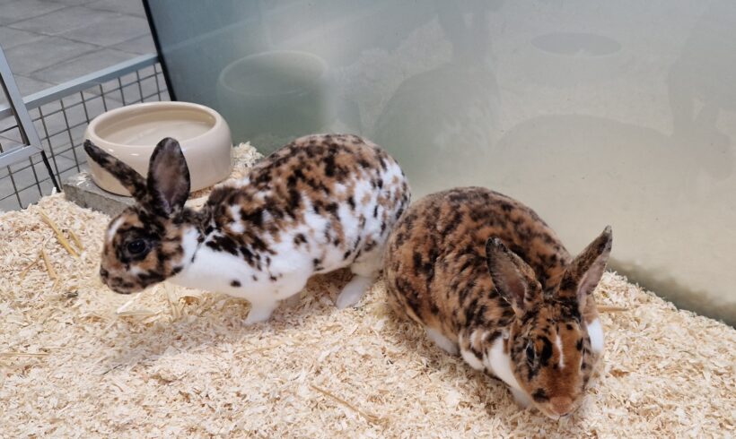 LILLY und LOLA LILLY und LOLA