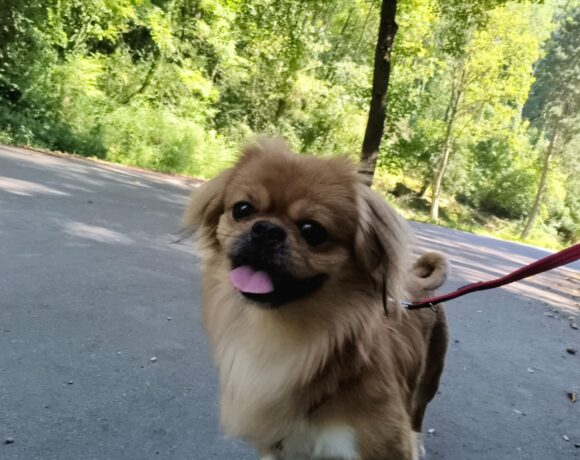 TOTO