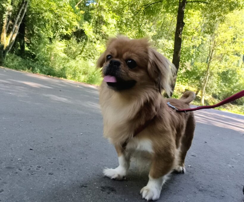 TOTO