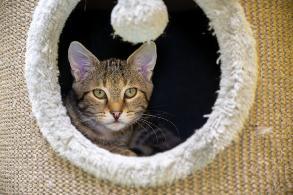 ALPHA und GAMMA (Vermittlung einzeln)