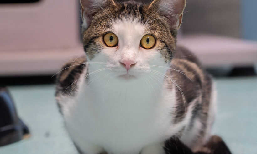 ARCHIE