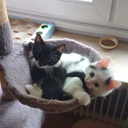 YIN und YANG