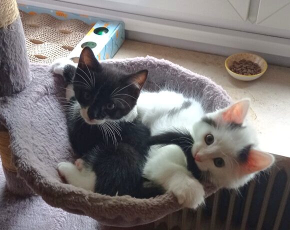 YIN und YANG
