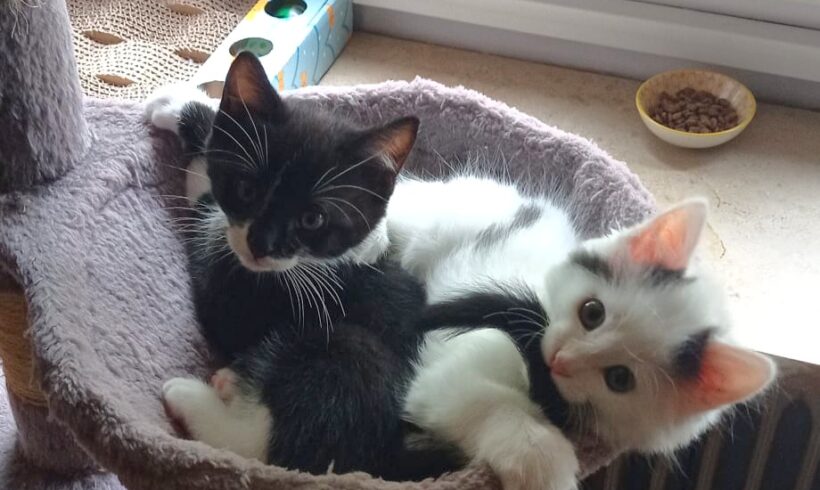 YIN und YANG