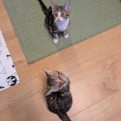 RITA und HUGO