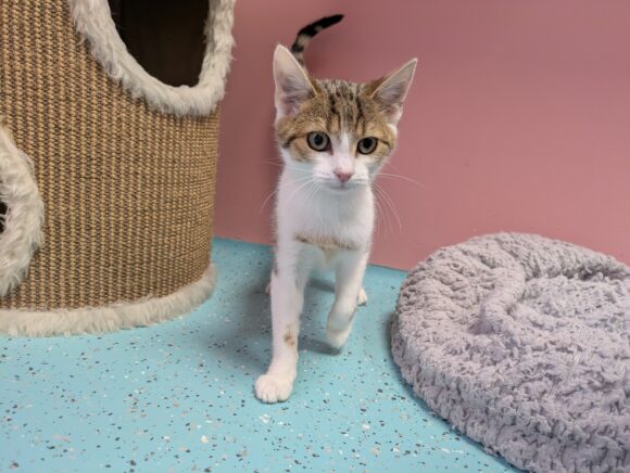 PINOCCHIO, HARIBO und ALMA (Vermittlung einzeln)