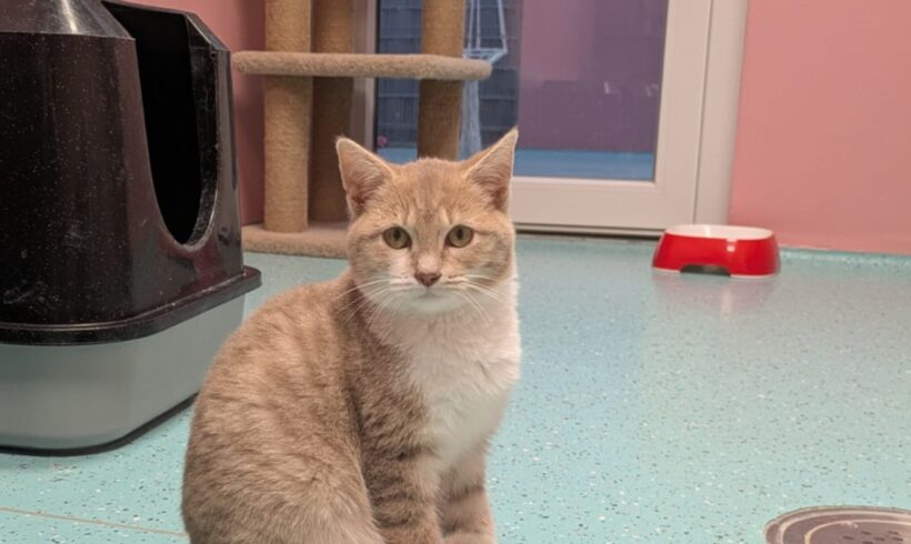 PINOCCHIO, BINGO und ALMA (Vermittlung einzeln)