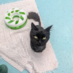 OREO