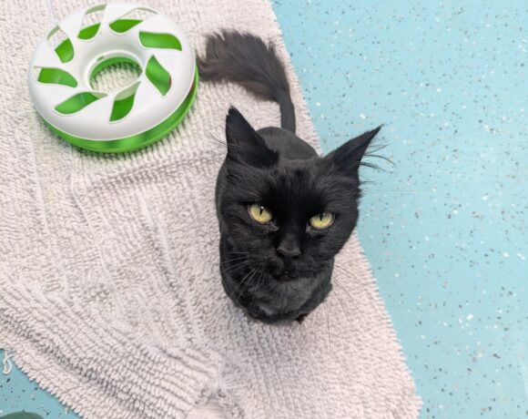 OREO