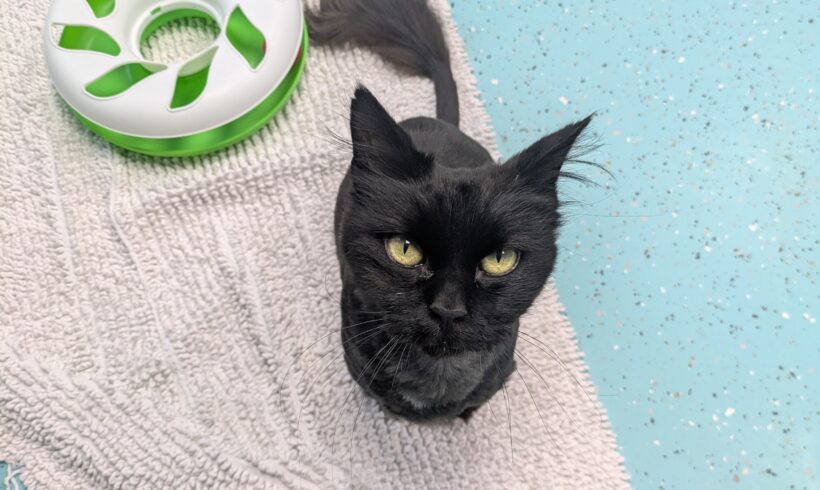 OREO OREO
