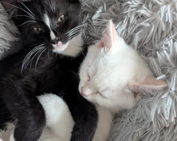 WEDNESDAY und MINI MENE
