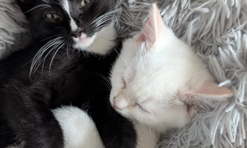 WEDNESDAY und MINI MENE
