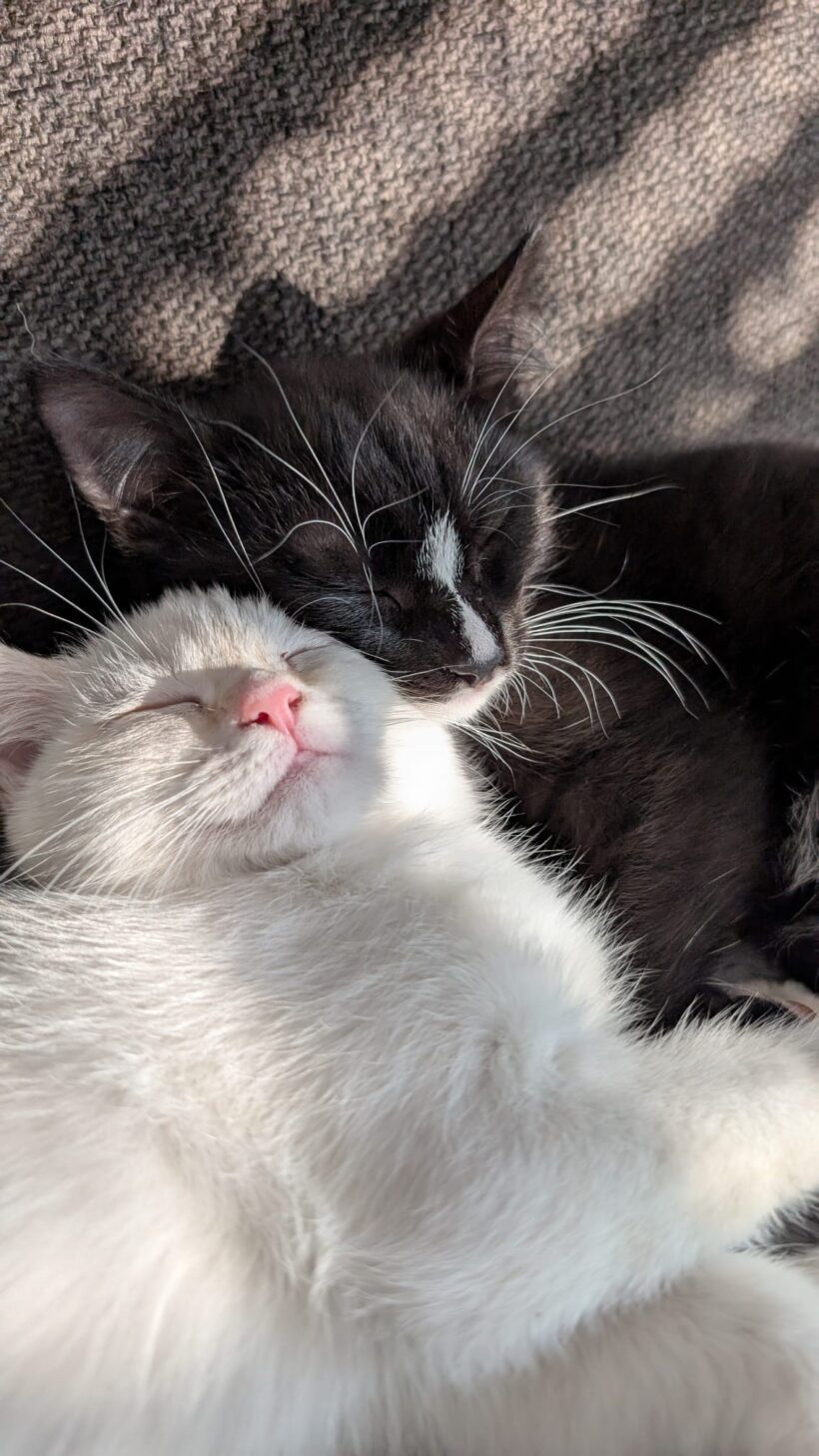 WEDNESDAY und MINI MENE