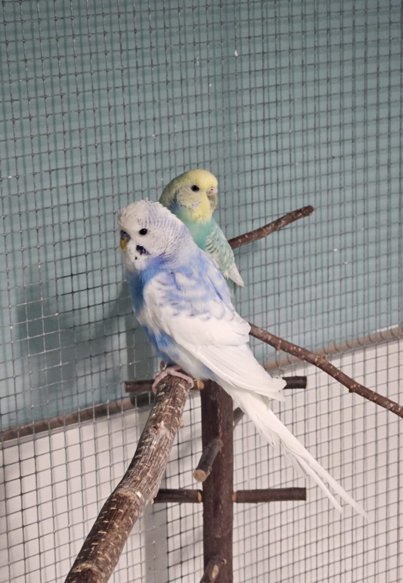 BUTZ und KARL BUTZ und KARL