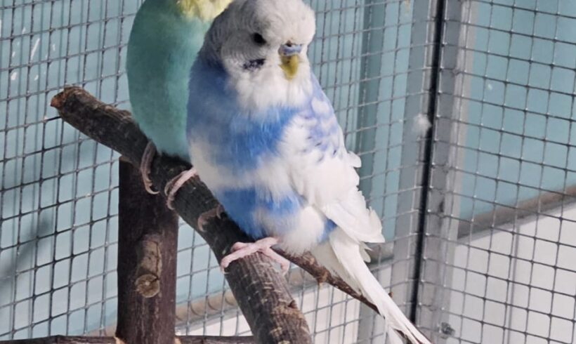 BUTZ und KARL BUTZ und KARL