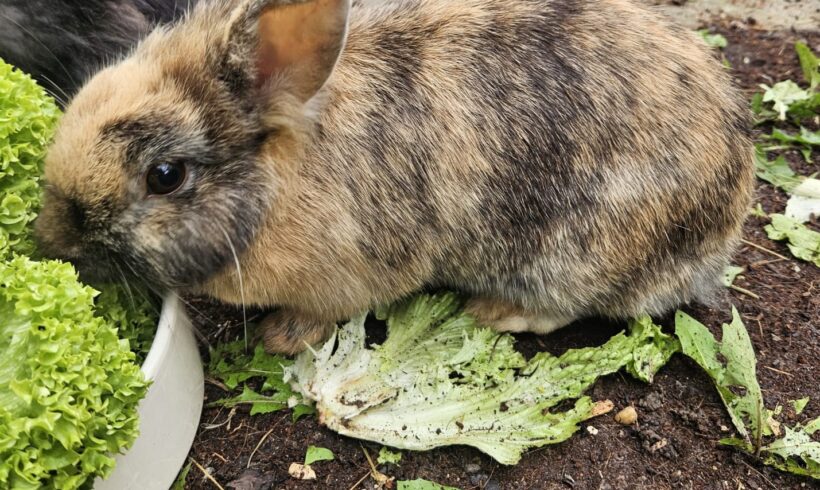 CAYENNE und MILO CAYENNE und MILO