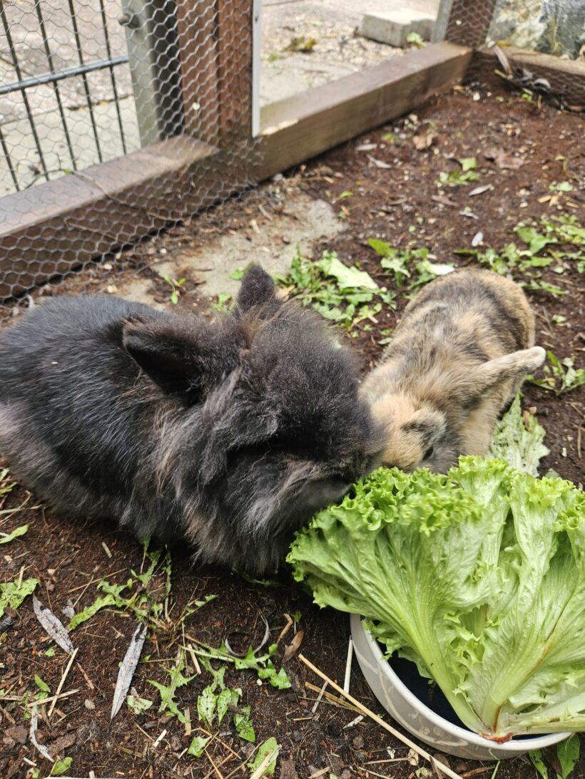 CAYENNE und MILO CAYENNE und MILO