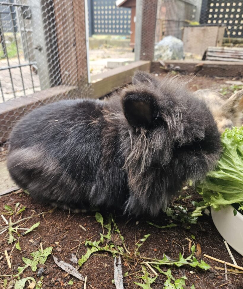 CAYENNE und MILO CAYENNE und MILO