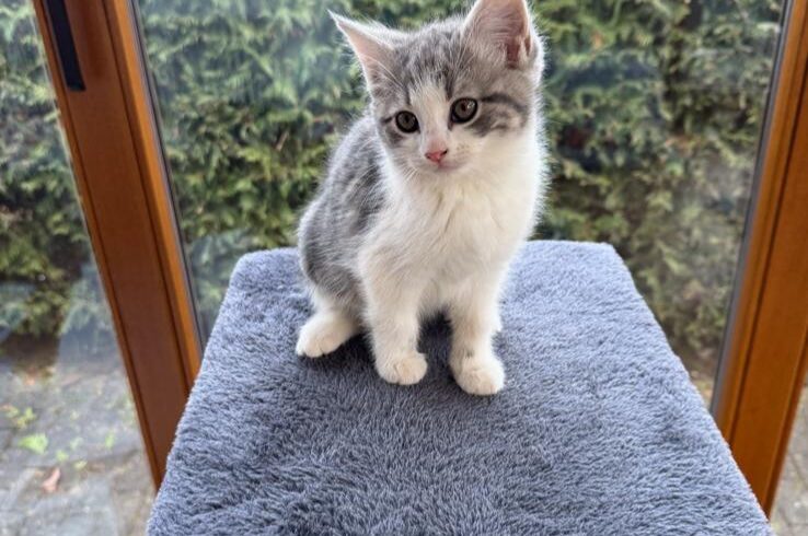 ULMA und GEMMA ULMA und GEMMA