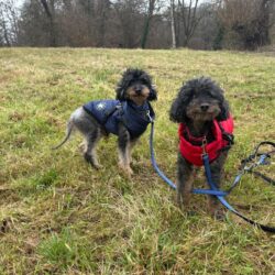 TOMI und KUCKI (Vermittlung auch einzeln)