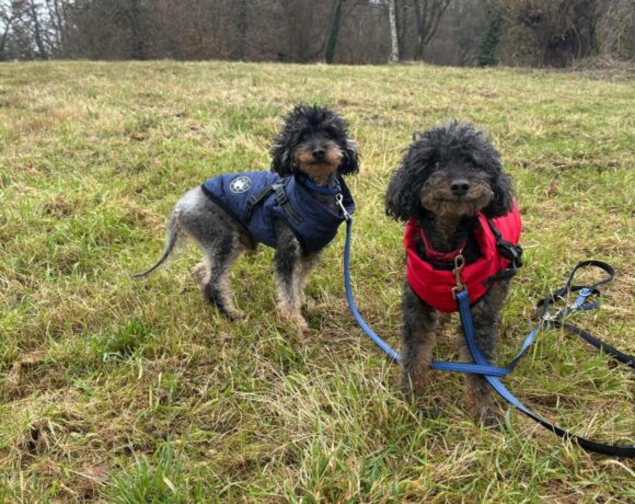 TOMI und KUCKI (Vermittlung auch einzeln)