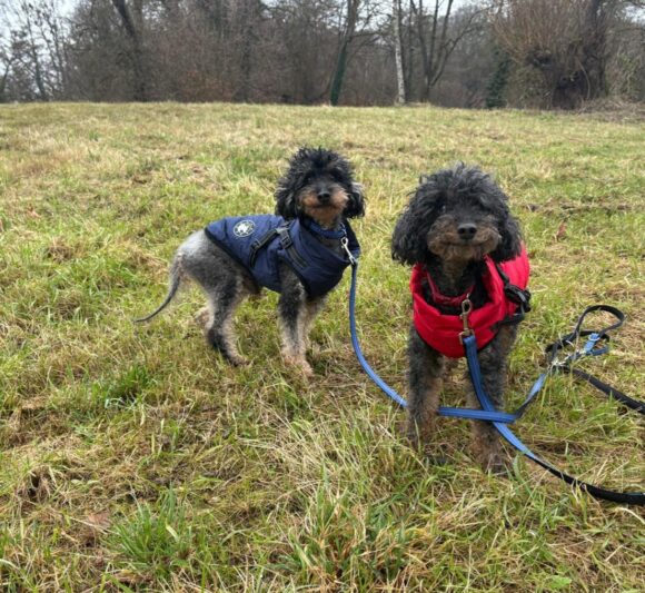 TOMI und KUCKI (Vermittlung auch einzeln)