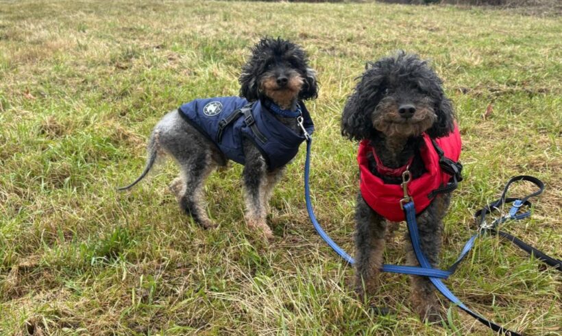 TOMI und KUCKI (Vermittlung auch einzeln) TOMI und KUCKI (Vermittlung auch einzeln)