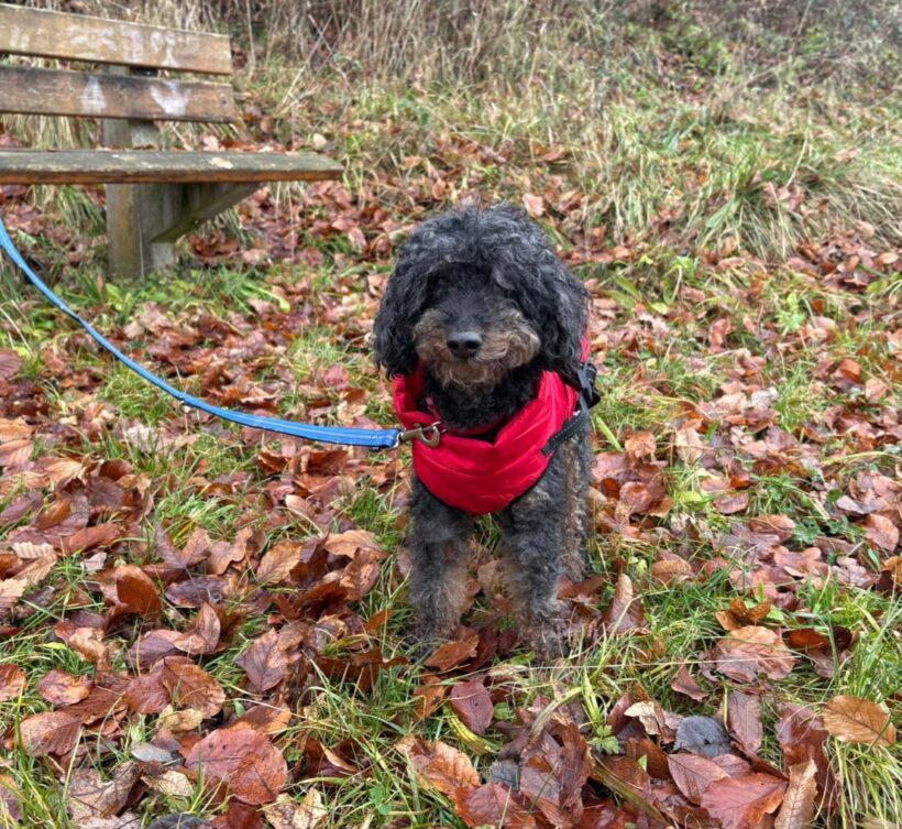 TOMI und KUCKI (Vermittlung auch einzeln) TOMI und KUCKI (Vermittlung auch einzeln)