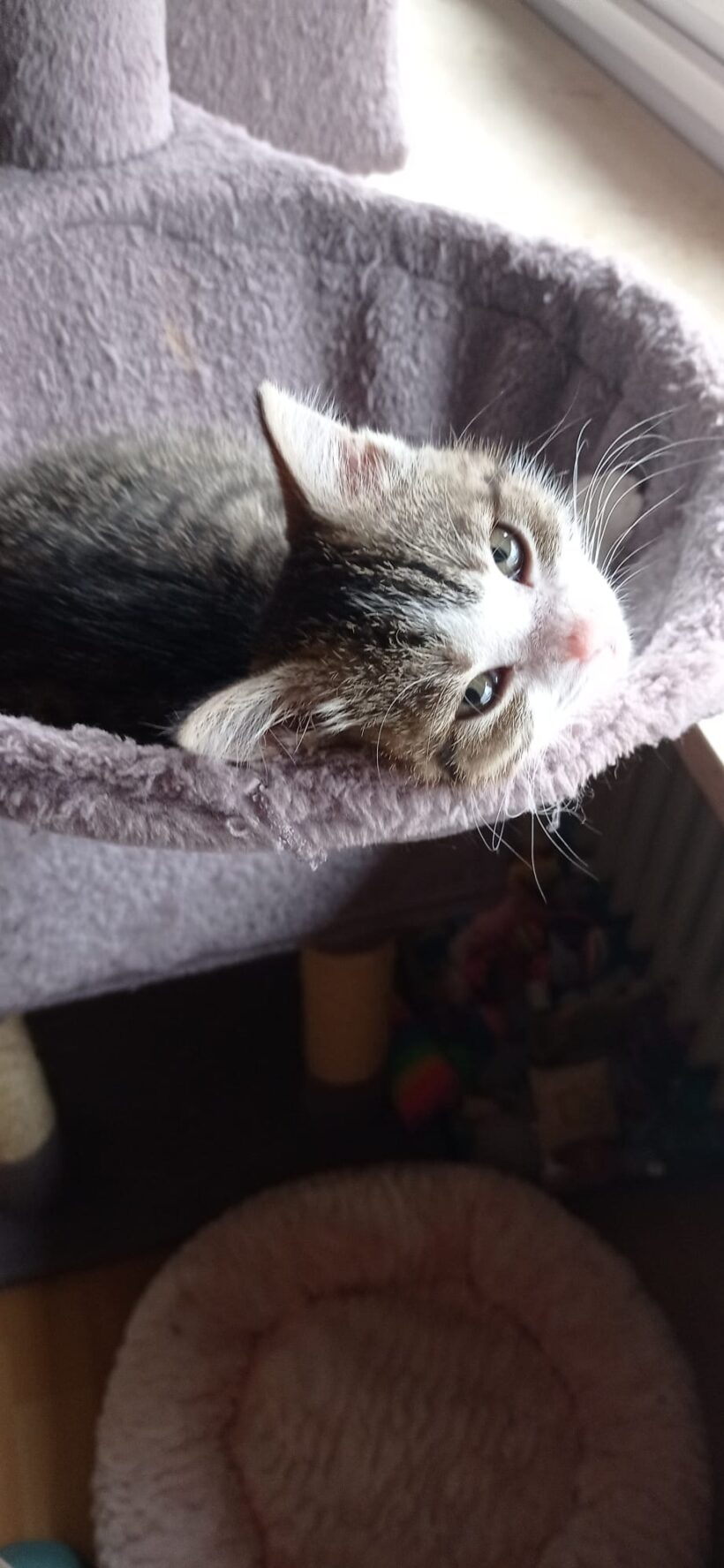 APOLLO und ATHENA APOLLO und ATHENA