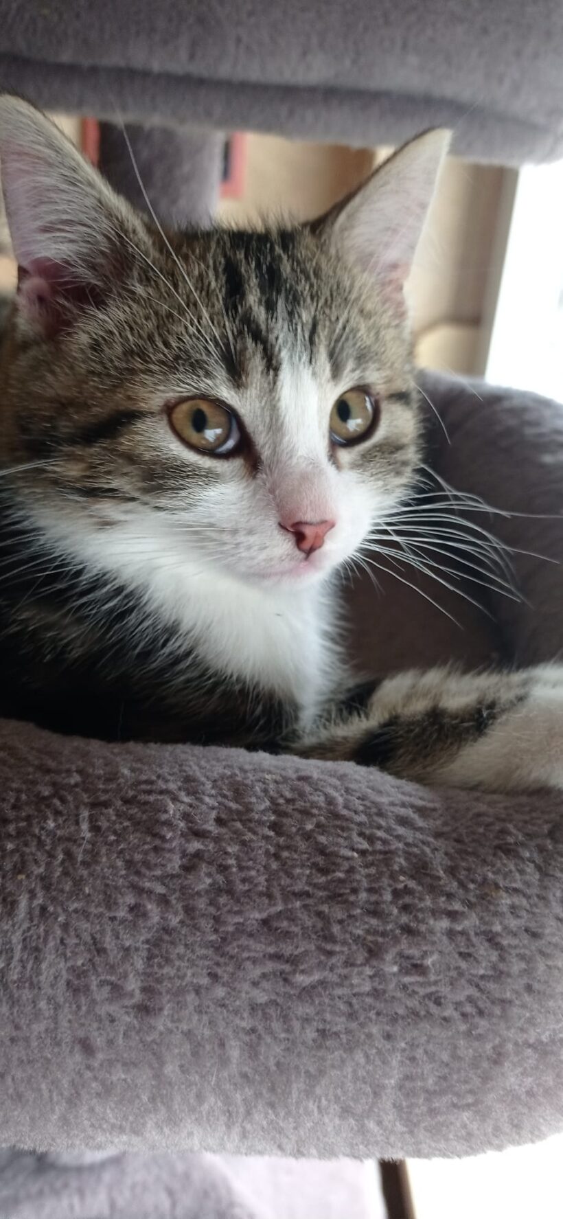 APOLLO und ATHENA APOLLO und ATHENA