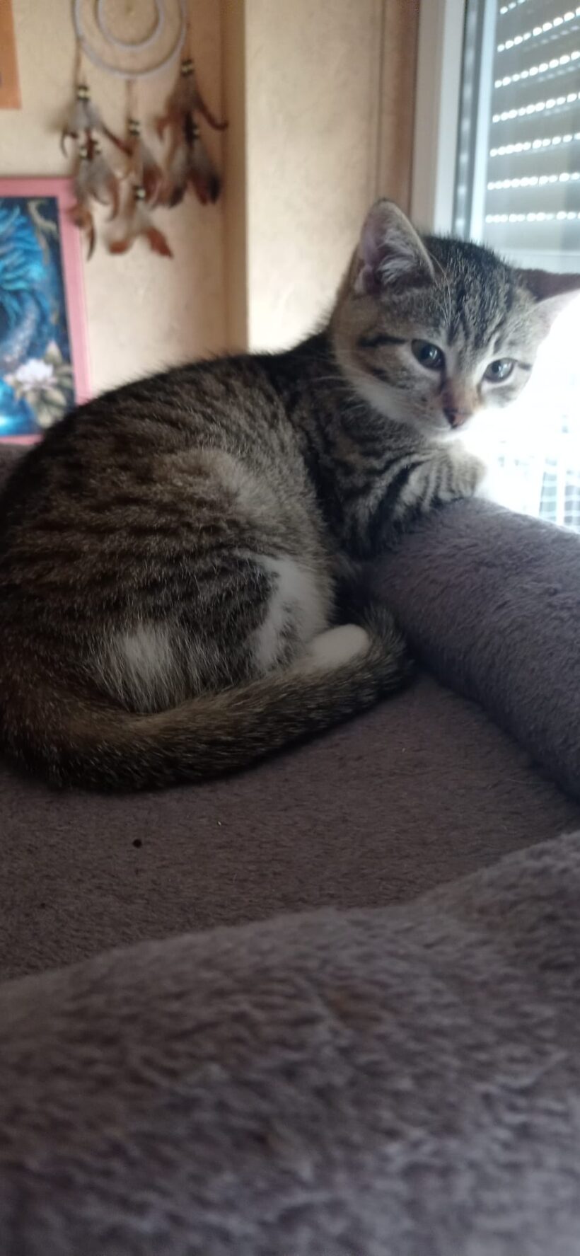 ARES und ALMA ARES und ALMA