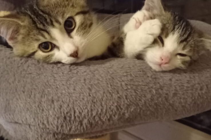 APOLLO und ATHENA APOLLO und ATHENA