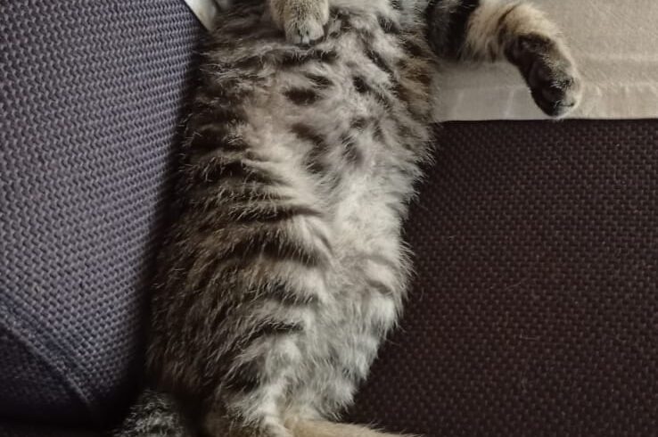 ARES und ALMA ARES und ALMA