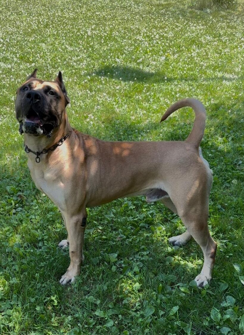 AMIGO