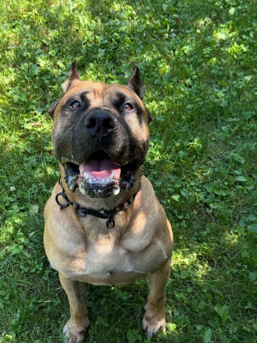 AMIGO