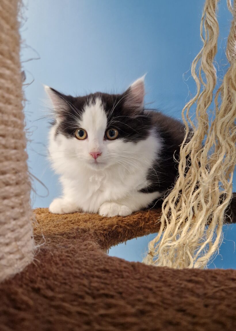 PINGU und PUNKY PINGU und PUNKY