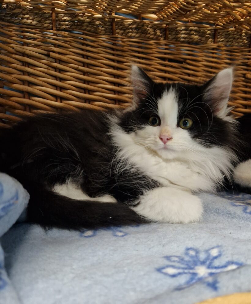 PINGU und PUNKY PINGU und PUNKY