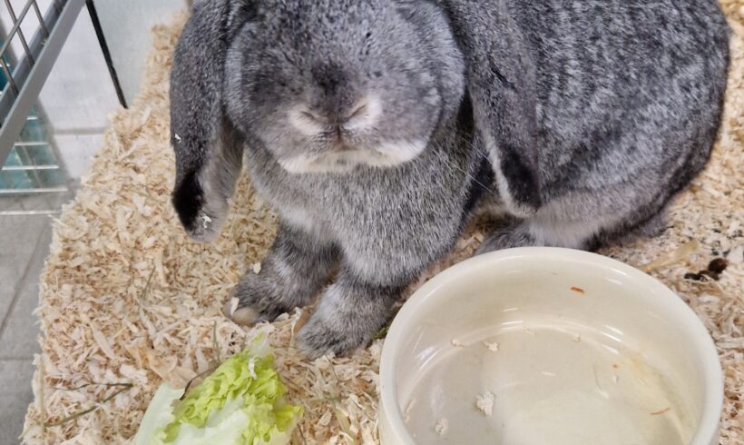 SIR HOPPELTON SIR HOPPELTON