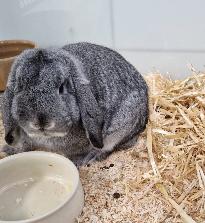 SIR HOPPELTON SIR HOPPELTON