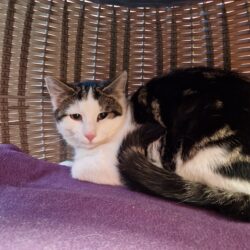 BASMATI und REIS (Vermittlung einzeln)