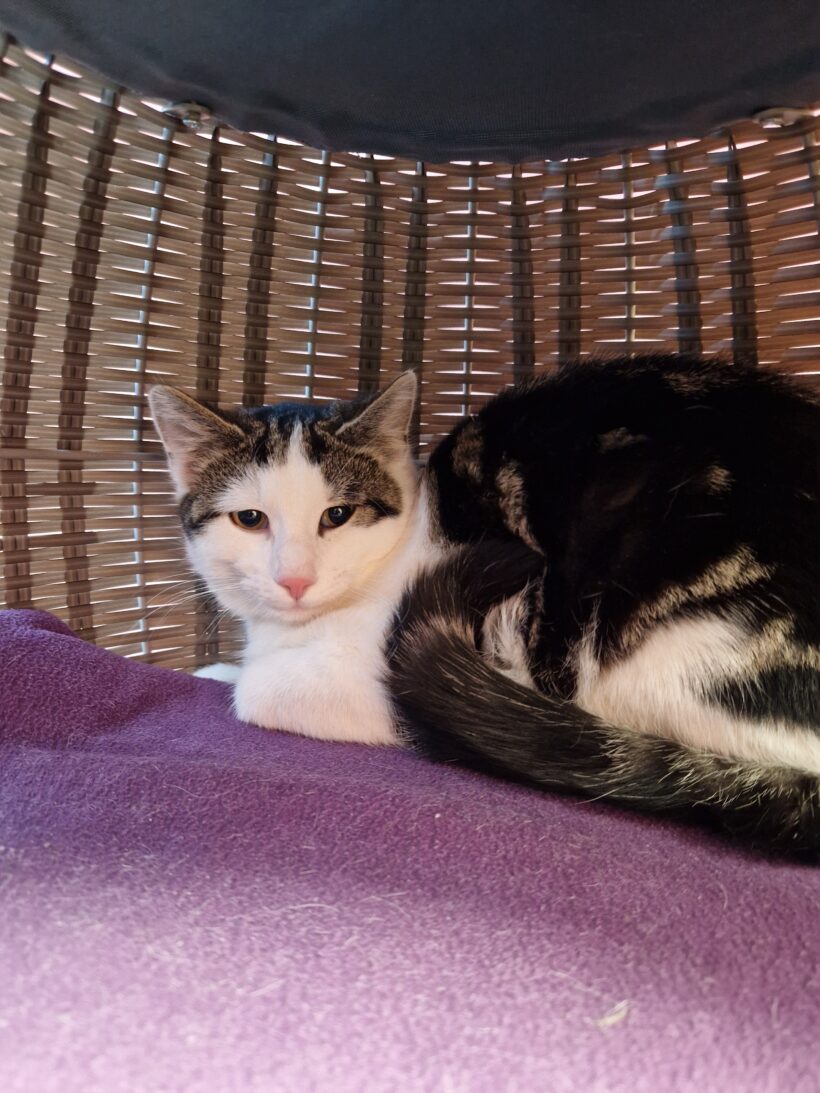 RISOTTO, BASMATI und REIS (Vermittlung einzeln)