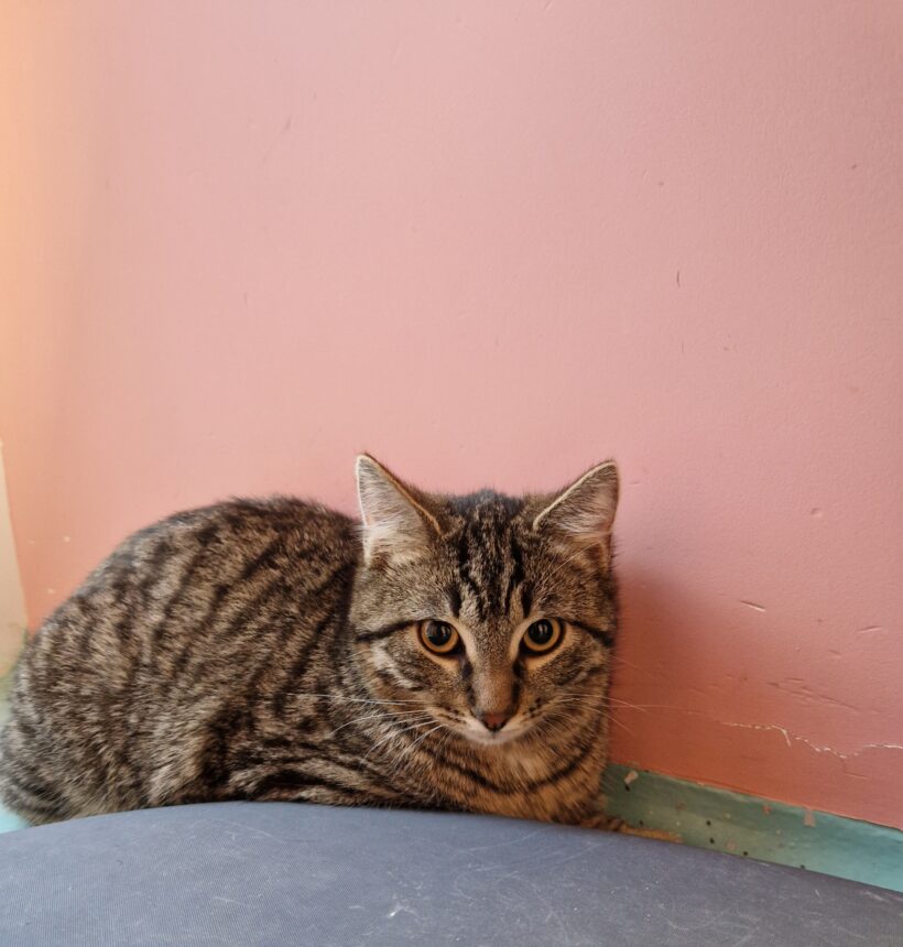 RISOTTO, BASMATI und REIS (Vermittlung einzeln)