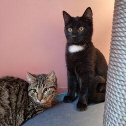 RISOTTO, BASMATI und REIS (Vermittlung einzeln)