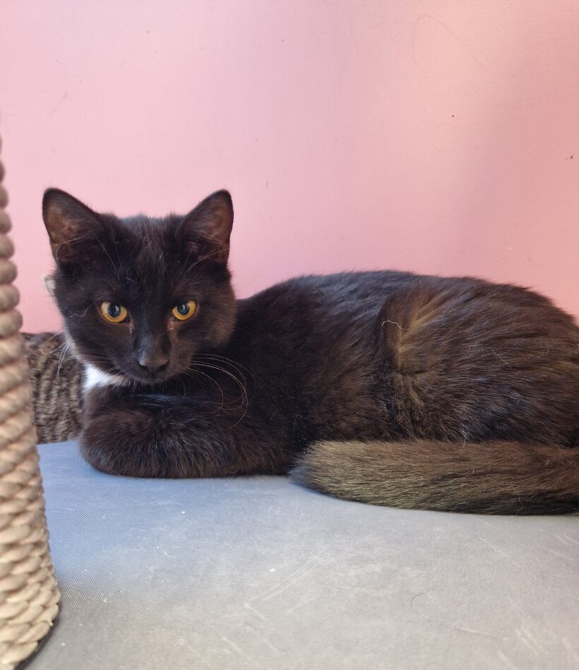 RISOTTO, BASMATI und REIS (Vermittlung einzeln)