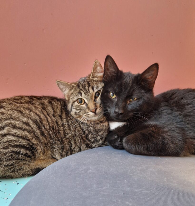 RISOTTO, BASMATI und REIS (Vermittlung einzeln)