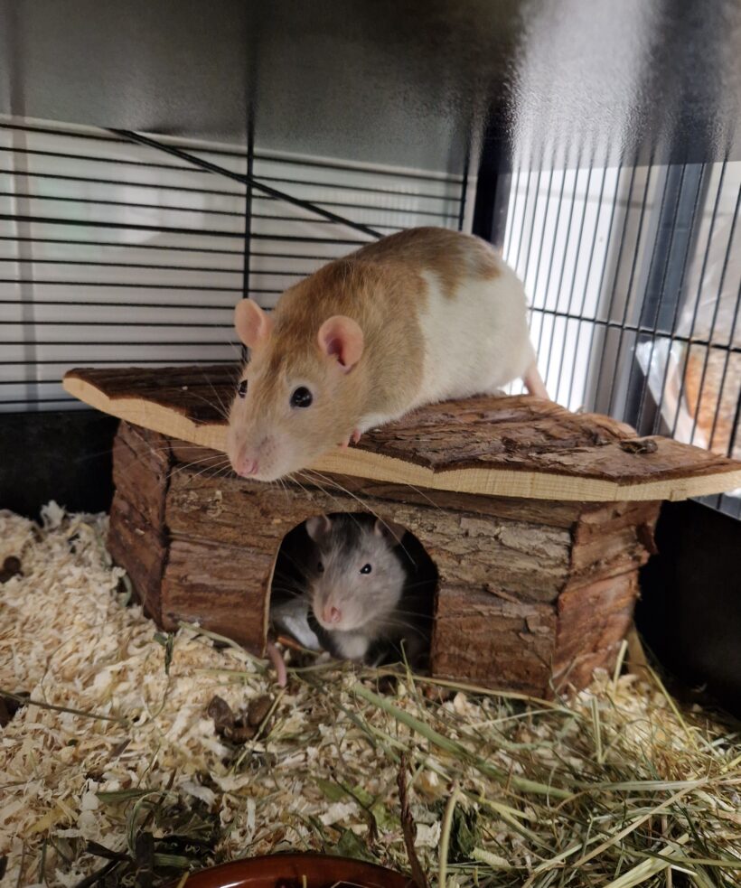 KÄSE, KLAUS und KALLE